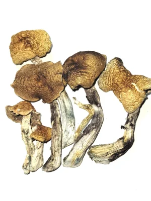 our store is the best place to Buy McKennaii Magic Mushrooms Online. McKennaii Mushrooms for sale, cubensis cambodia, strains of cubensis