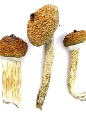 our store is the ideal place to Buy Blue Meanies magic mushroom. fresh mushrooms, magic mushrooms shop UK, where to buy magic mushroom