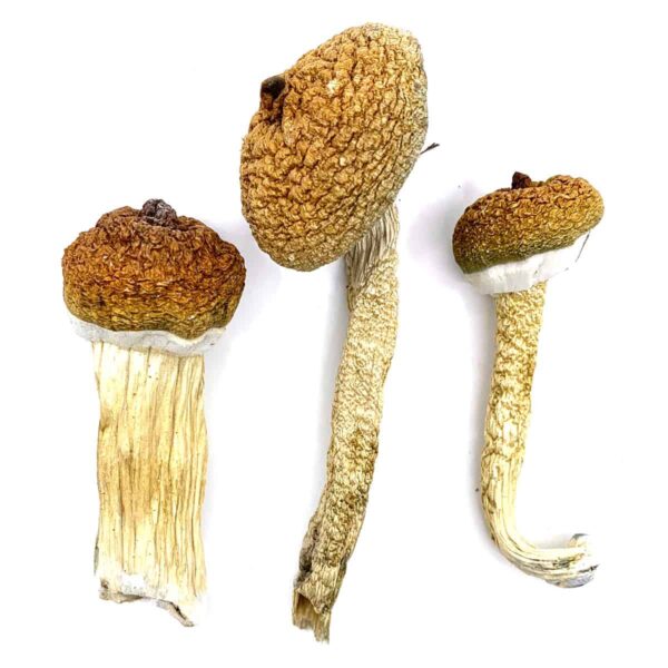 our store is the ideal place to Buy Blue Meanies magic mushroom. fresh mushrooms, magic mushrooms shop UK, where to buy magic mushroom