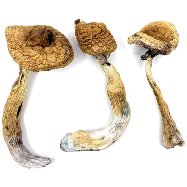 our store is the ideal place to Buy Golden Teacher mushroom online. golden teacher shrooms, golden teacher mushroom for sale, golden teacher cubensis strain