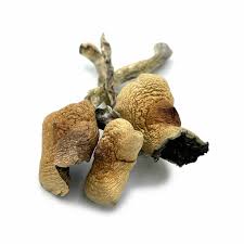our store is the ideal place to Buy amazonian mushrooms online UK. cubensis amazonian for sale UK, amazonian shrooms, Buy amazonian mushrooms in Canada