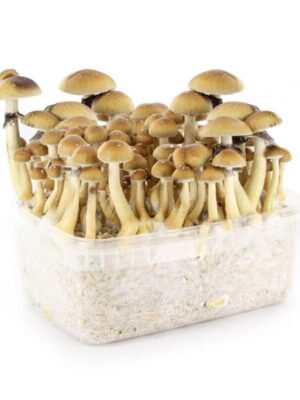 buy magic mushroom grow kit at our store. Shroom grow kits, McKennaii Grow kit for sale, mushroom grow kit denver, mondo grow kits for sale