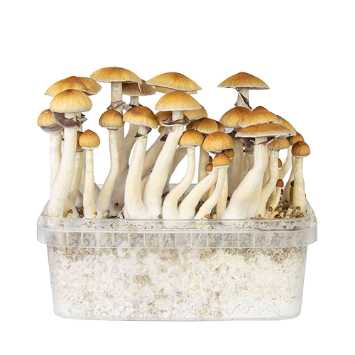 our store is the most reliable place to buy golden teacher grow kit online. Order mondo grow kit at the best prices. Mushroom grow kits oregon