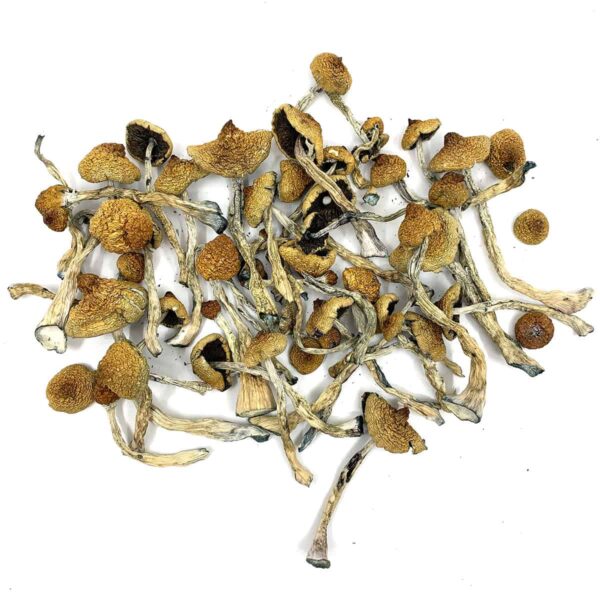 are you looking for where to buy shrooms our store is the ideal place in buying shrooms online. buy shrooms online Canada, Arenal Volcano Magic Mushrooms