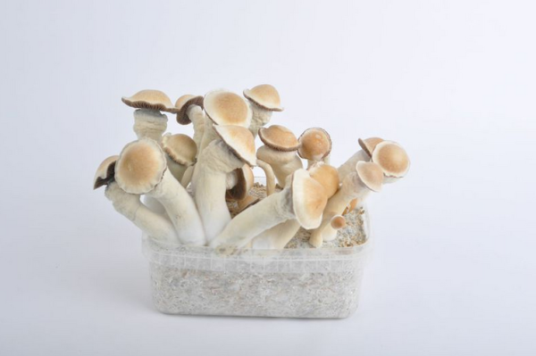 penis envy grow kit from our mushroom online shop.
